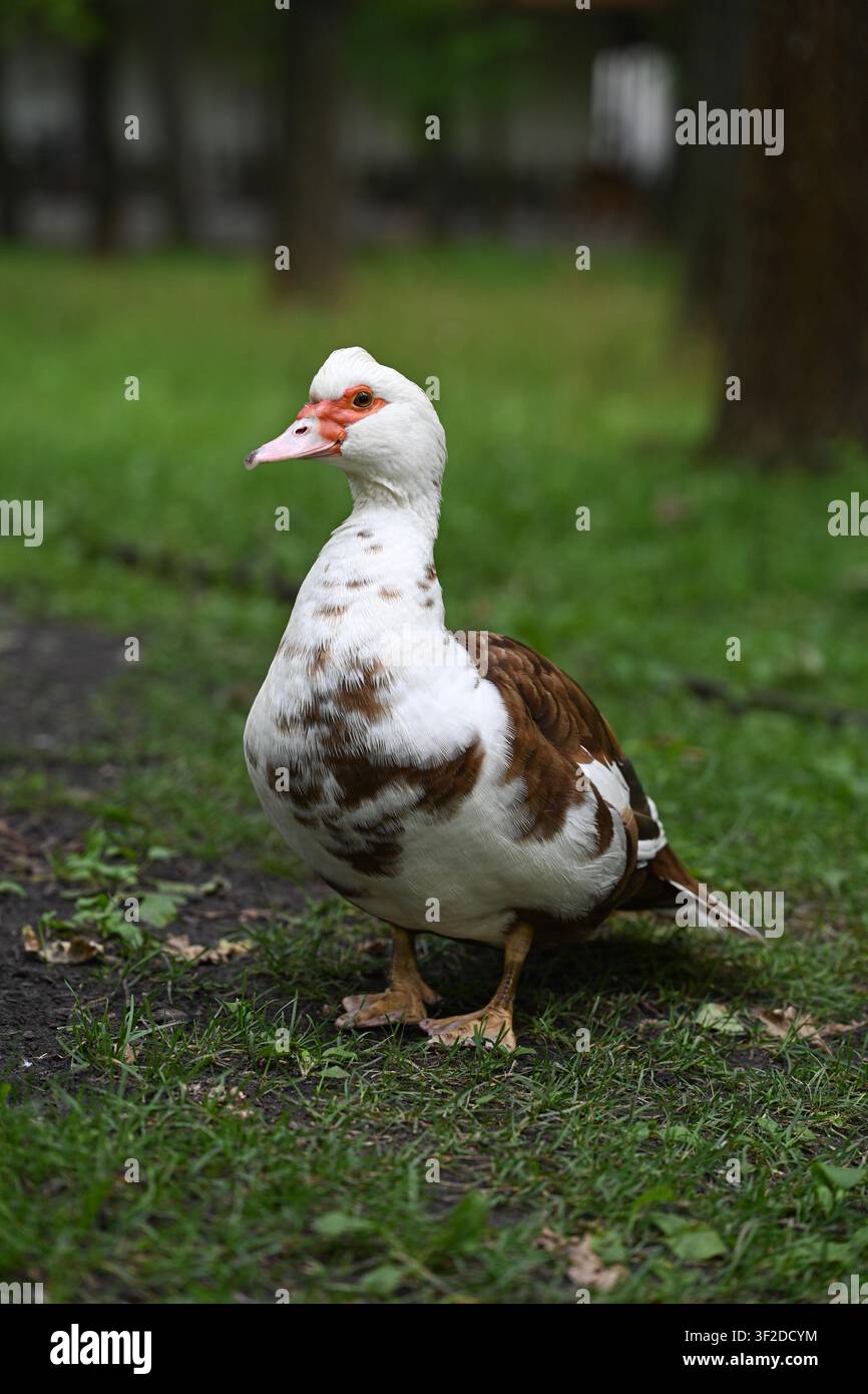 Ritratto di una papera di Moscovia marrone e bianca in piedi sull'erba in un parco con uno sfondo verde sfocato morbido. Ritratto naturale di animale all'aperto con spazio per il testo Foto Stock