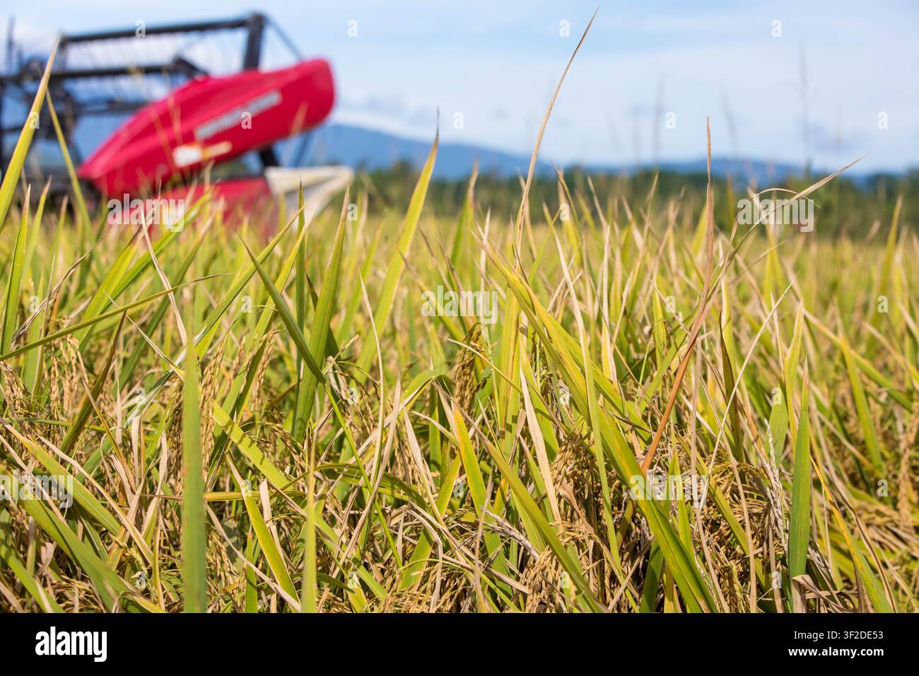 Prima piano di un campo di erbacce dorate con un anello di salvataggio rosso visibile sullo sfondo sfocato Foto Stock