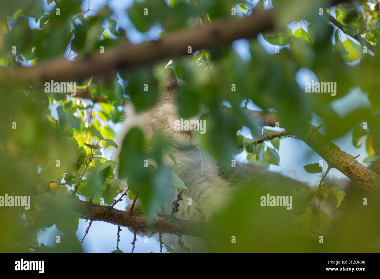 Gattino con un aspetto preoccupato cerca di non cadere da un albero. Gatto su un albero alla luce del giorno e in condizioni naturali. Foto Stock