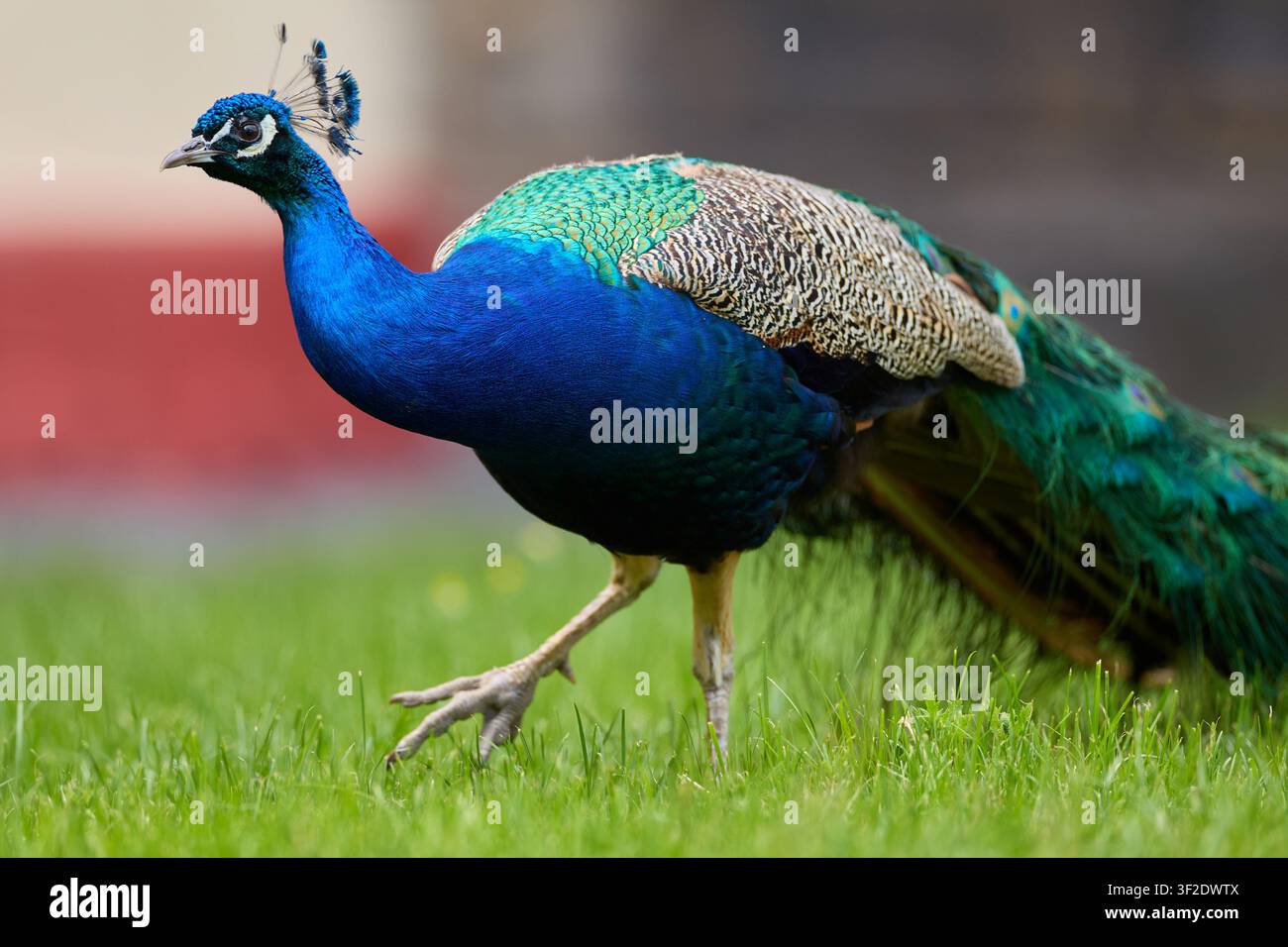Pavone indiano che cammina su erba rigogliosa nei giardini di un castello Foto Stock