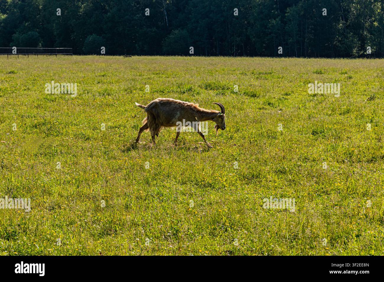 Capra selvatica con lunghe corna curve pasce in un prato illuminato dal sole, con uno sfondo di foresta scura e spazio aperto, catturando una scena tranquilla della fauna selvatica rurale Foto Stock
