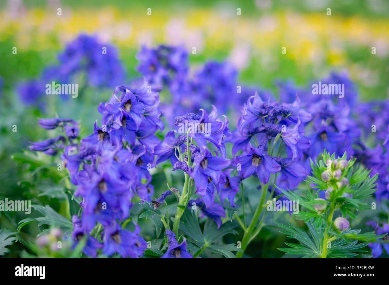Vista di vivaci fiori di delphinium viola in fiore in un prato a Kvetnica, Poprad, regione di Presov, Slovacchia. Foto Stock