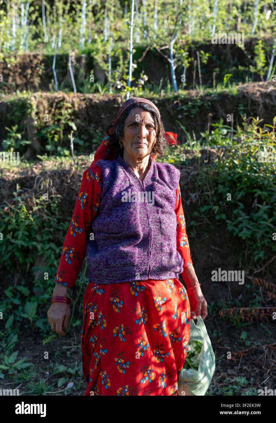 Una ripresa ambientale a livello degli occhi di una donna anziana in abiti tradizionali dell'Himachal Pradesh e un foulard (dhatu), in piedi in un campo terrazzato. Foto Stock