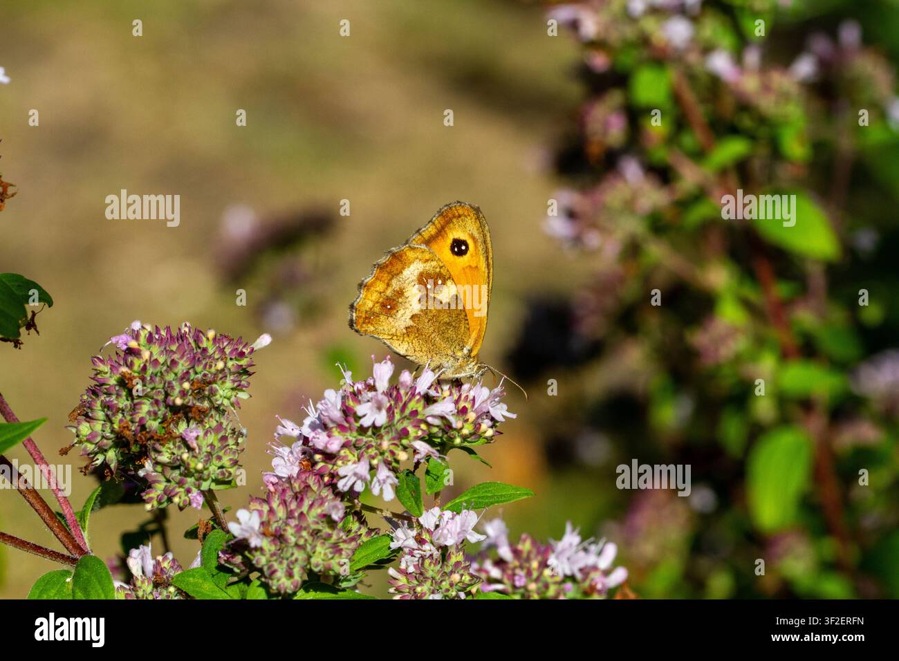 Farfalla Gatekeeper caratterizzata dalle sue ricche macchie arancioni e da una grande macchia oculare sull'ala anteriore. Si nutre di maggiorana selvatica Foto Stock
