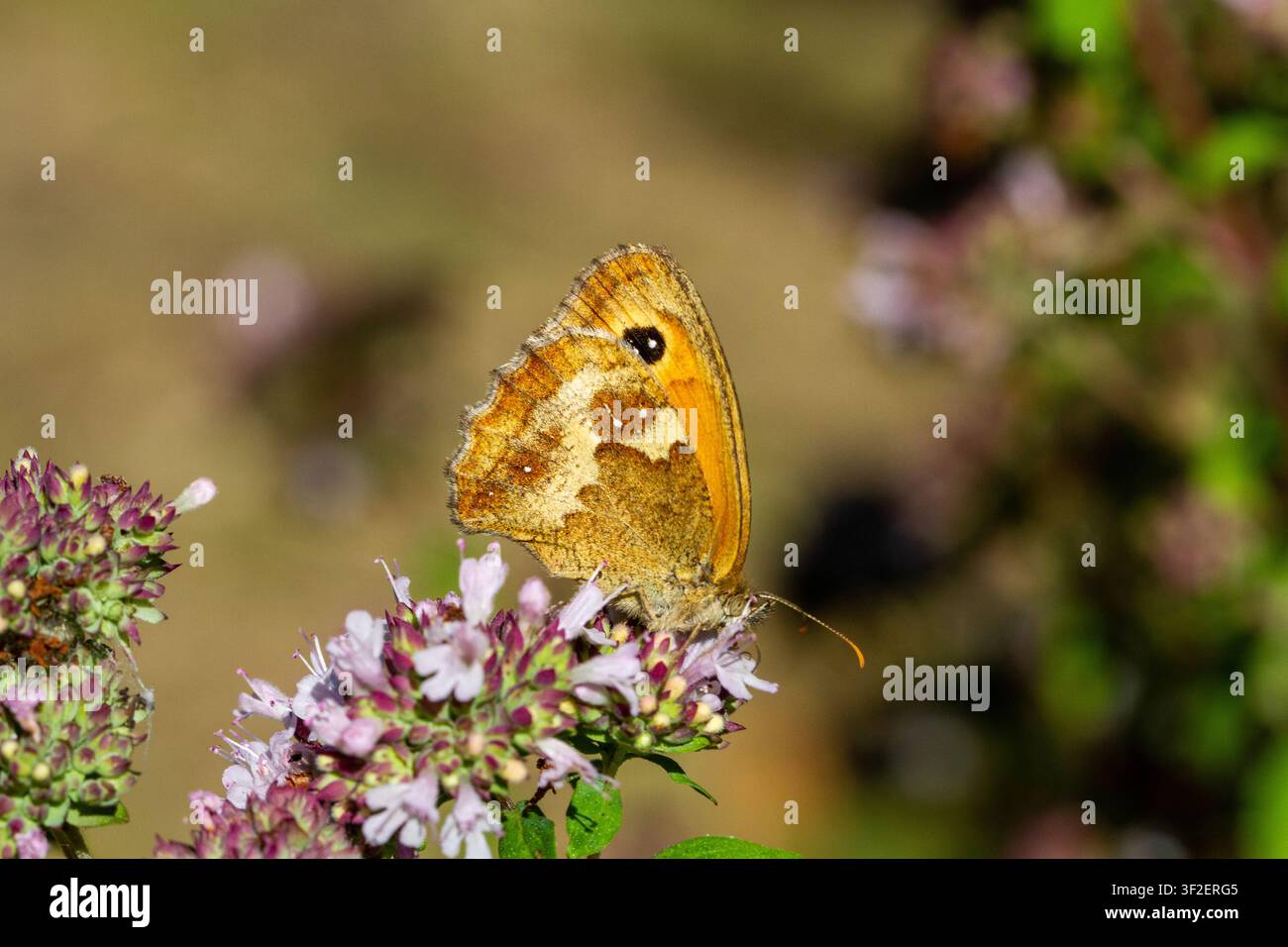 Farfalla Gatekeeper caratterizzata dalle sue ricche macchie arancioni e da una grande macchia oculare sull'ala anteriore. Si nutre di maggiorana selvatica Foto Stock