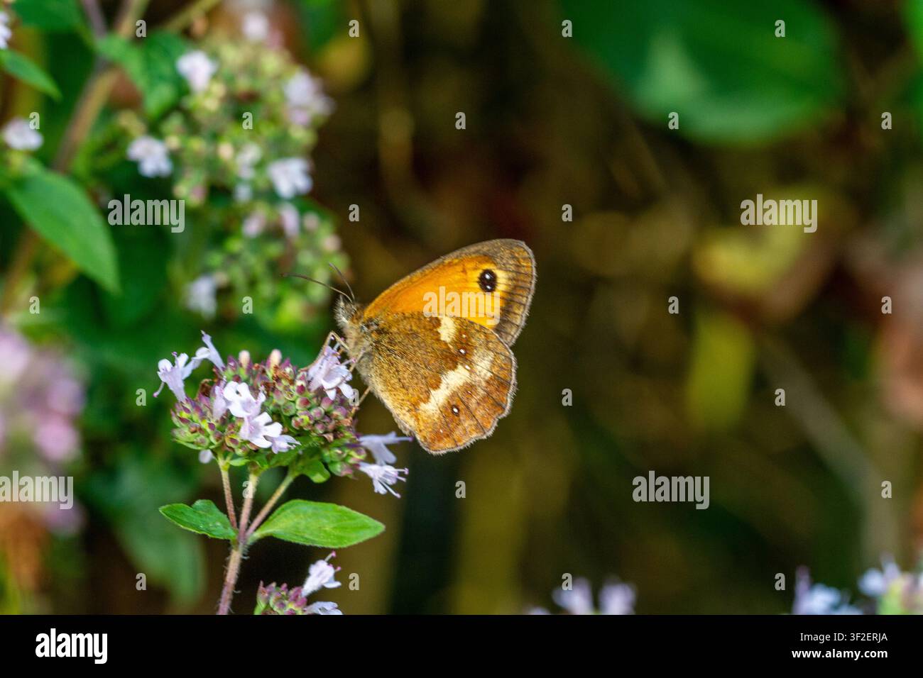 Farfalla Gatekeeper caratterizzata dalle sue ricche macchie arancioni e da una grande macchia oculare sull'ala anteriore. Si nutre di maggiorana selvatica Foto Stock