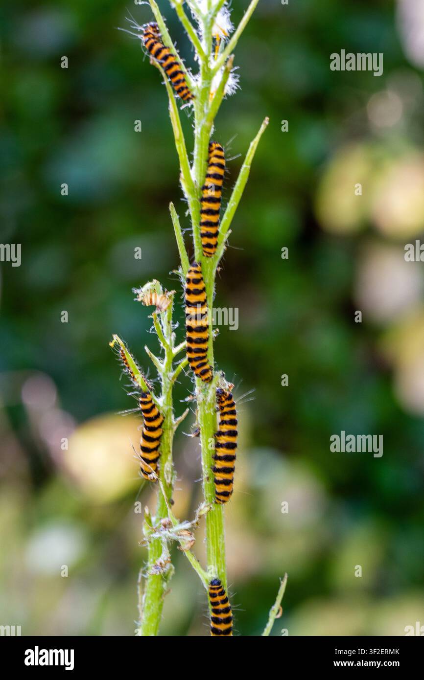 La bruco della falena cinabro (Tyria jacobaeae) su cardo comune Foto Stock