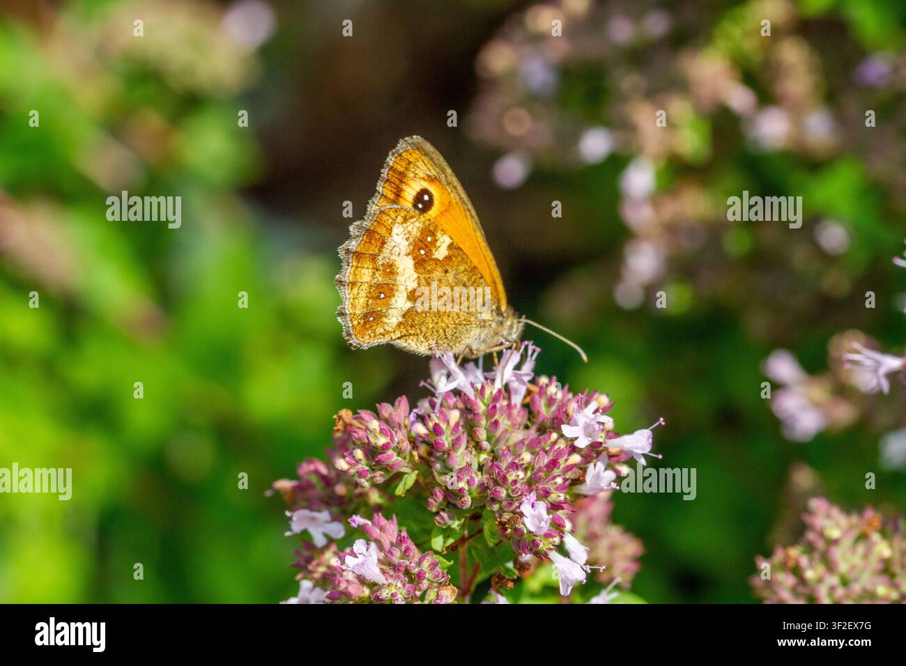 Farfalla Gatekeeper o Heckenbraun, caratterizzata dalle sue ricche macchie arancioni e da una grande macchia oculare sull'ala anteriore. Si nutre di majorana selvatica Foto Stock