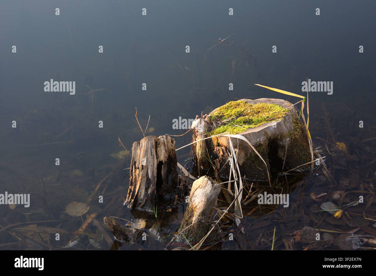 Ceppo d'albero, ceppo d'albero nell'acqua, muschio, stagno, sott'acqua Foto Stock