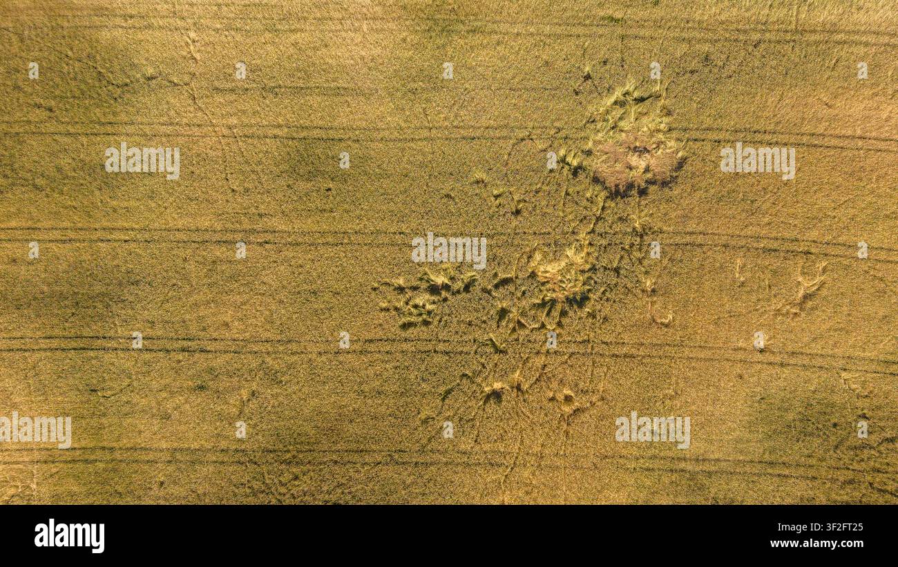 Vista aerea di un campo di frumento danneggiato dopo una tempesta Foto Stock