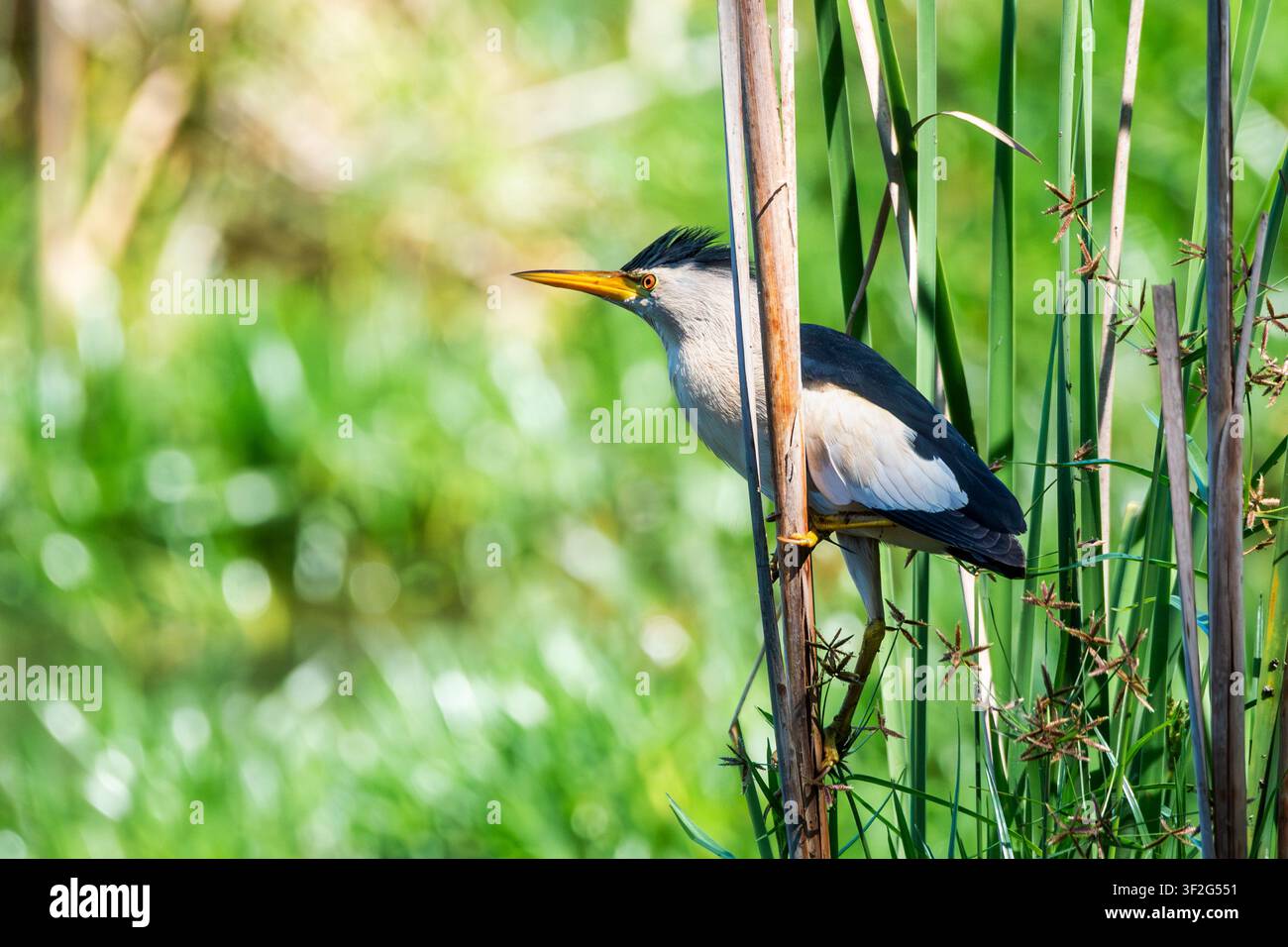 Piccolo tritterigio (Ixobrychus minutus) appollaiato tra le canne nella riserva naturale di Charca de Suárez, Spagna Foto Stock