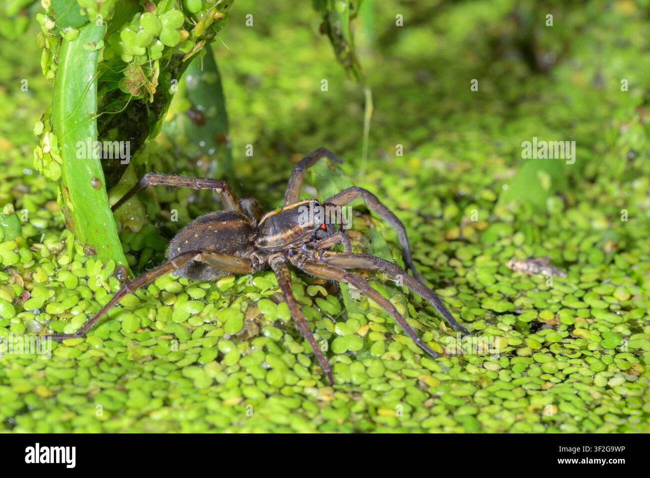 Ragnatela lupo gigante delle palpe (Tigrosa helluo) femmina che caccia di notte sulla superficie del lago coperta di lenticchie d’acqua, Galveston, Texas, USA. Foto Stock