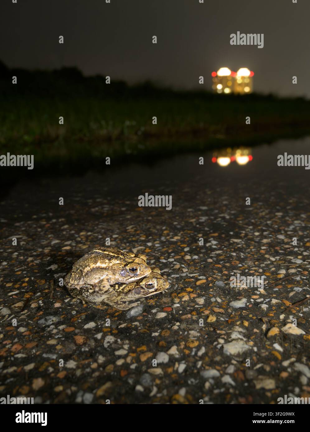 Rane della costa urbana del Golfo (Incilius nebulifer) in amore in una pozza a bordo strada di notte, Galveston, Texas, USA. Foto Stock