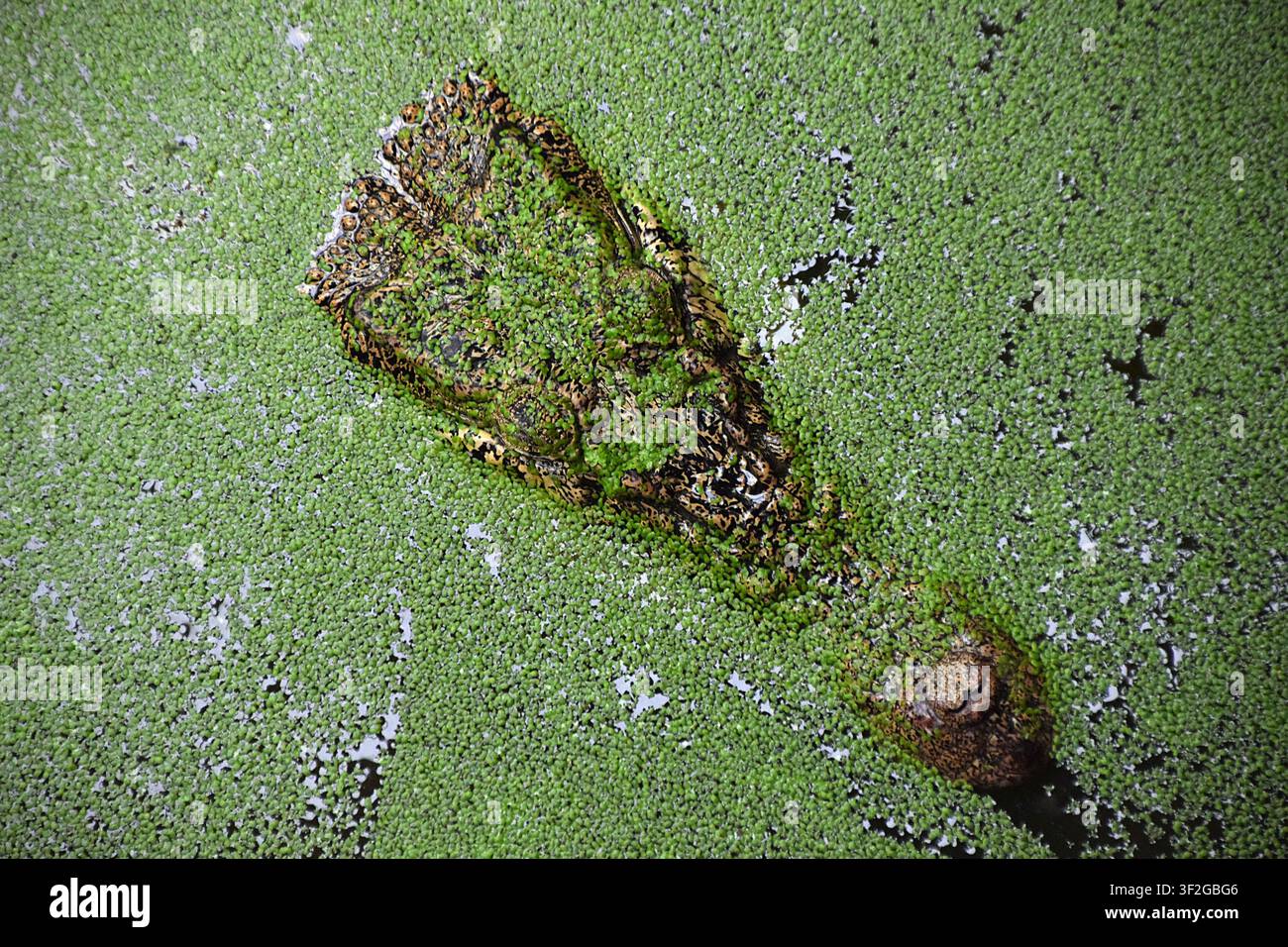 Coccodrillo nascosto sotto lenticchie d’acqua accanto a una pagaia di legno sommersa a Johnsons of Old Hurst, Cambridgeshire, Inghilterra Foto Stock