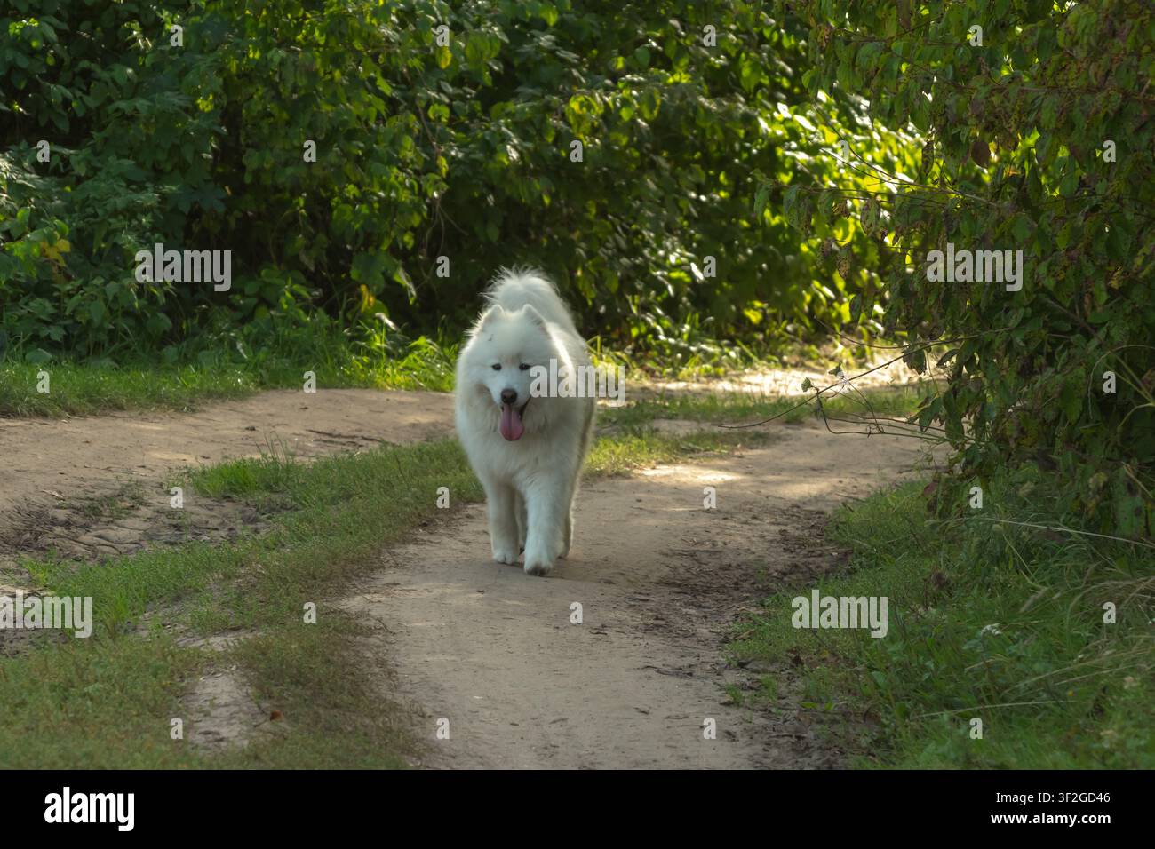 Felice cane Samoiedo bianco che cammina su un sentiero di terra sabbiosa attraverso una foresta verde in una giornata di sole. Foto Stock