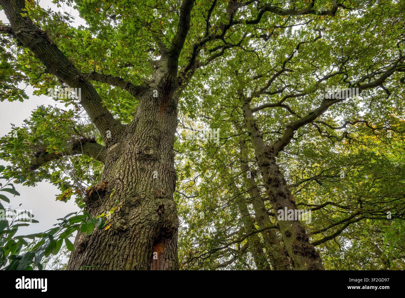 Guardo verso l'alto attraverso querce mature con rami distesi e chioma verde in un bosco vicino a Bristol, Regno Unito Foto Stock