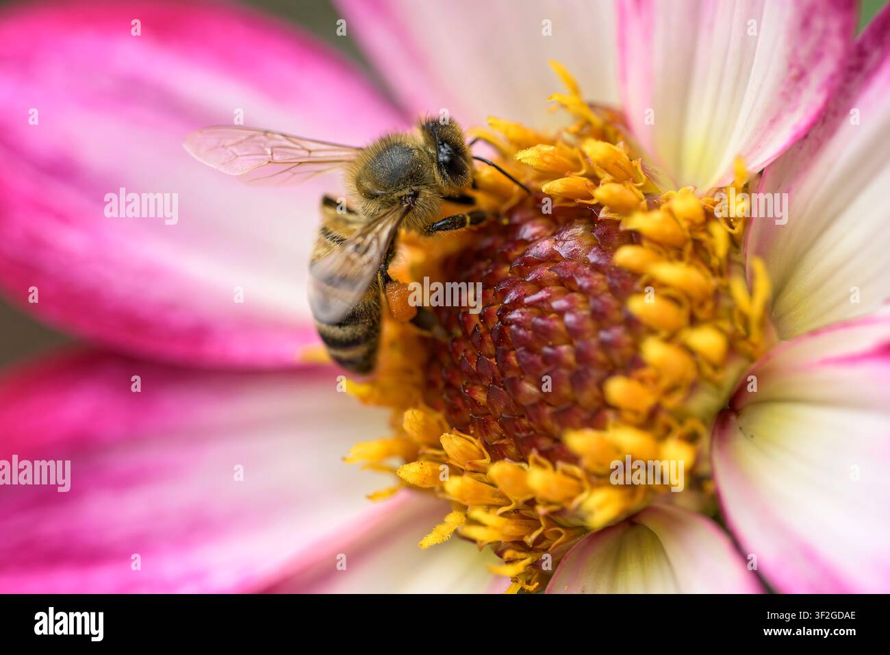 Ape mellifera (Apis mellifera) che cerca nutrimento su un fiore di Dahlia rosa e bianco ‚Magenta Bicolour‘ mentre trasporta polline in un giardino inglese Foto Stock