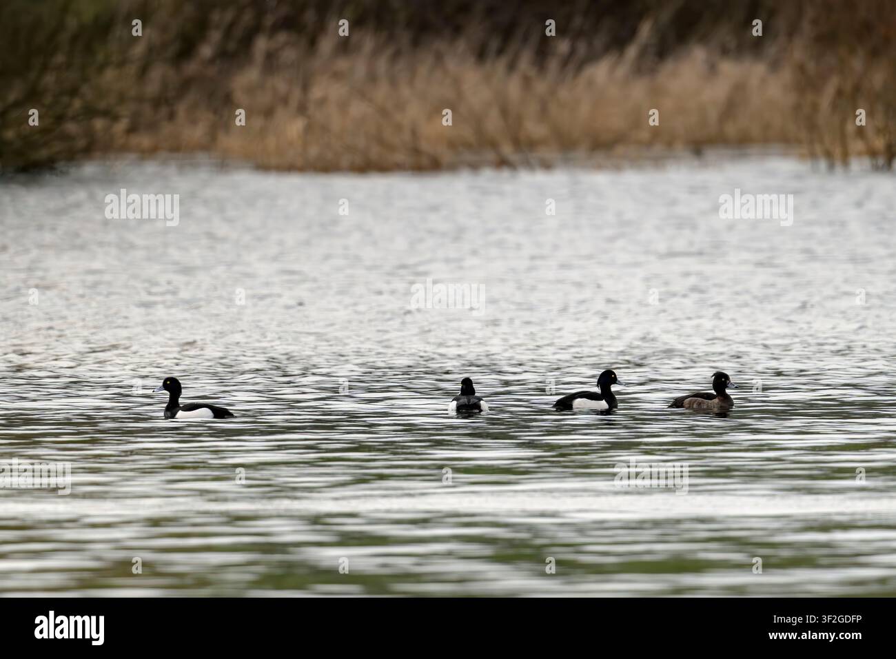 Filiera di anatre ciuffate che nuotano sul Chew Valley Lake in inverno, Somerset, Regno Unito Foto Stock