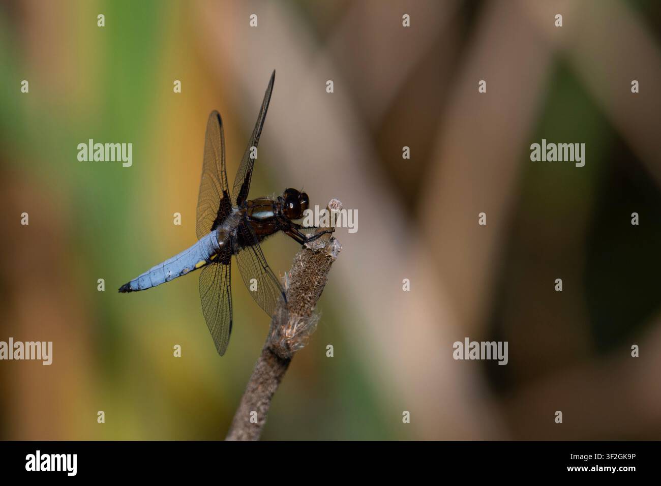 Libellula maschio a corpo largo (Libellula depressa) appollaiata su una canna. Foto Stock