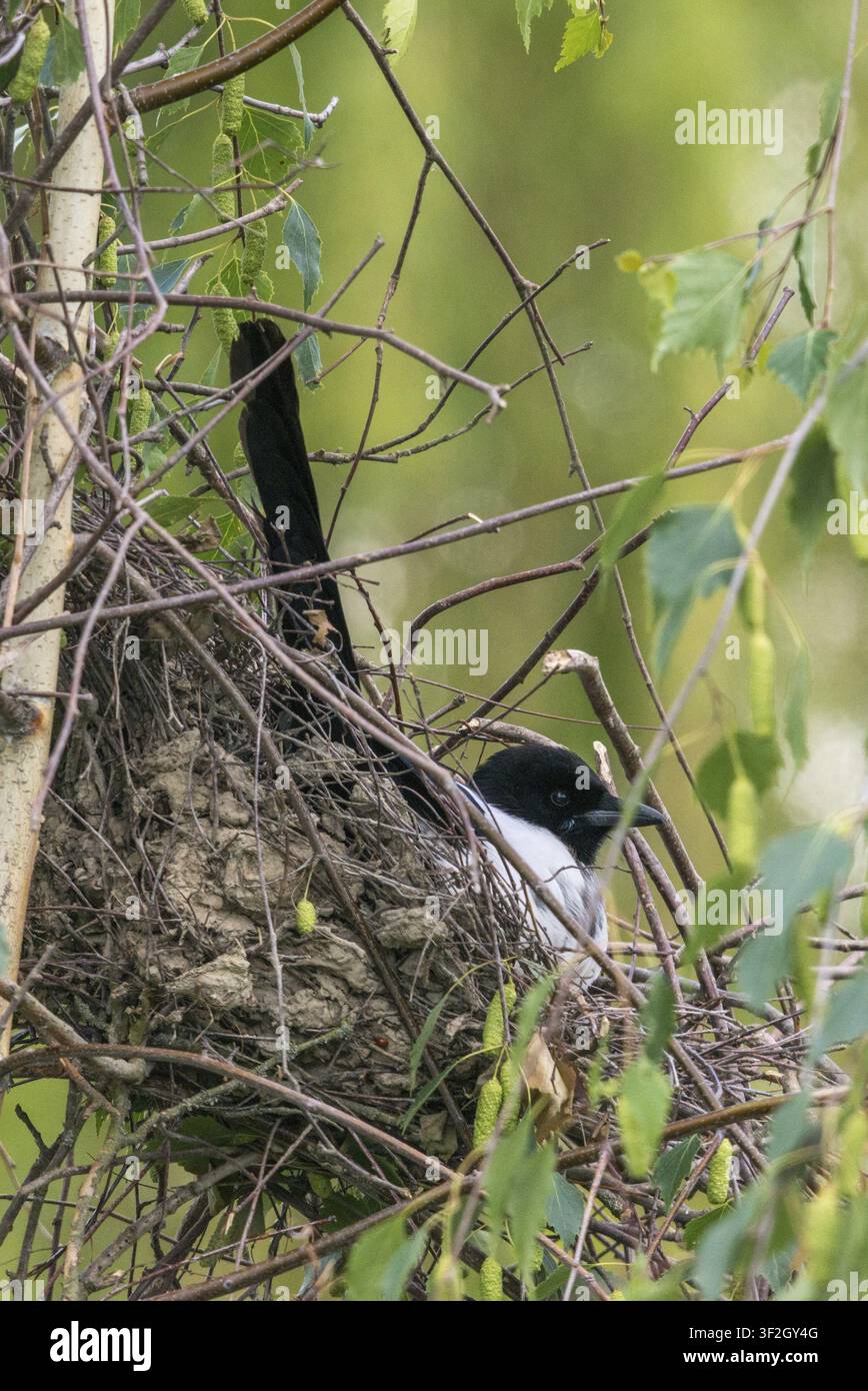 Pica pica, uccelli, razza, nidiata, famiglia dei corvidi, grande dimensione, formato ritratto, nido, passeri, corvidi, uccelli cantori, uccelli Foto Stock