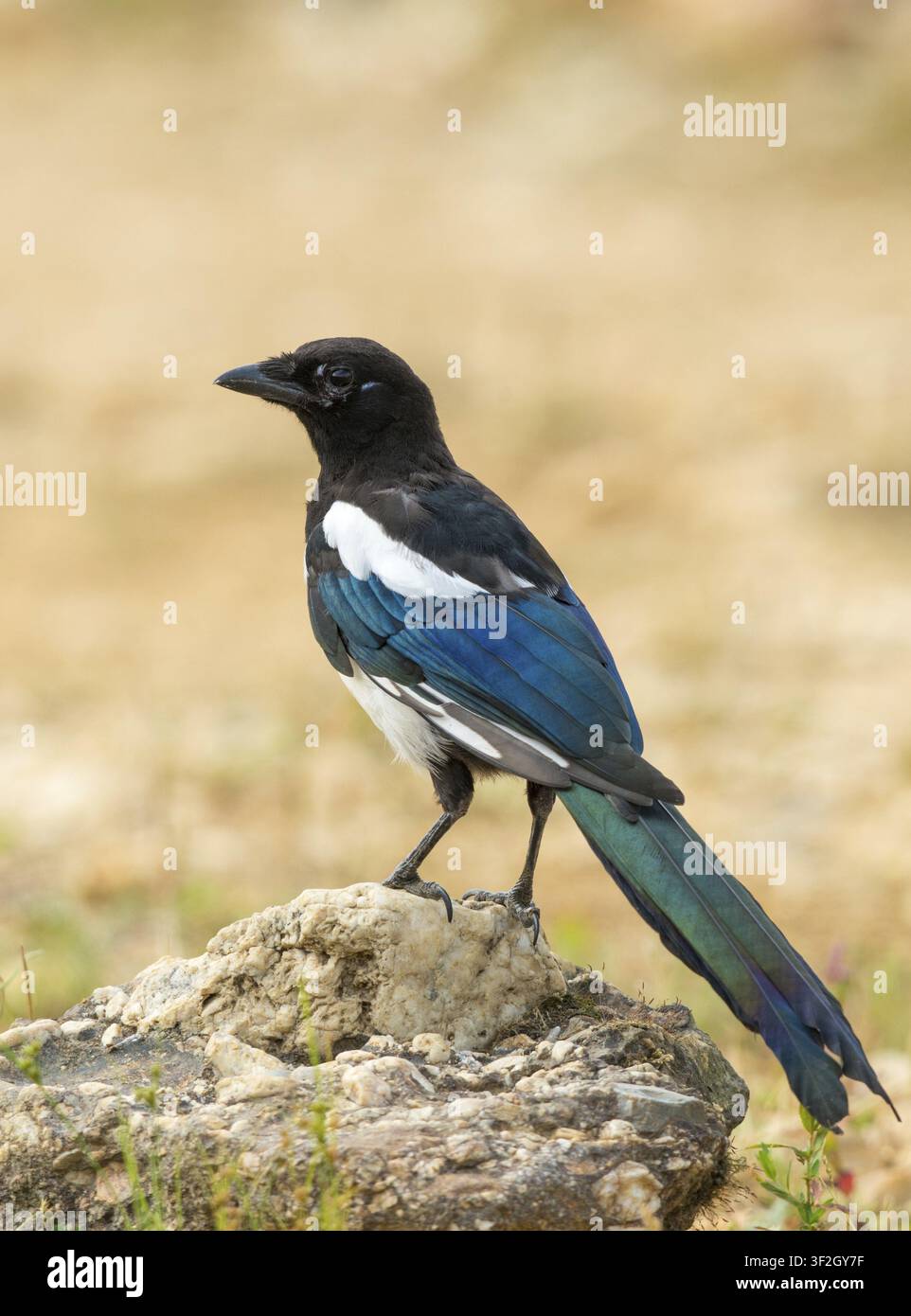 Pica pica, uccelli, famiglia dei corvidi, adolescente, grande dimensione, ritratto, giovane animale, giuvinile, passeri, corvidi, uccelli canori, uccelli Foto Stock