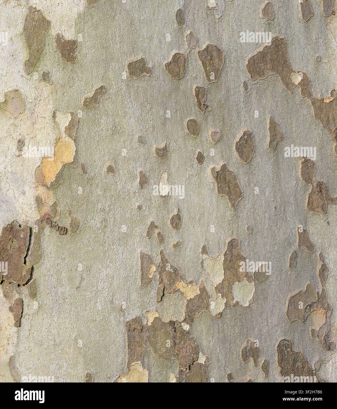 Texture di corteccia di platano con macchie Foto Stock