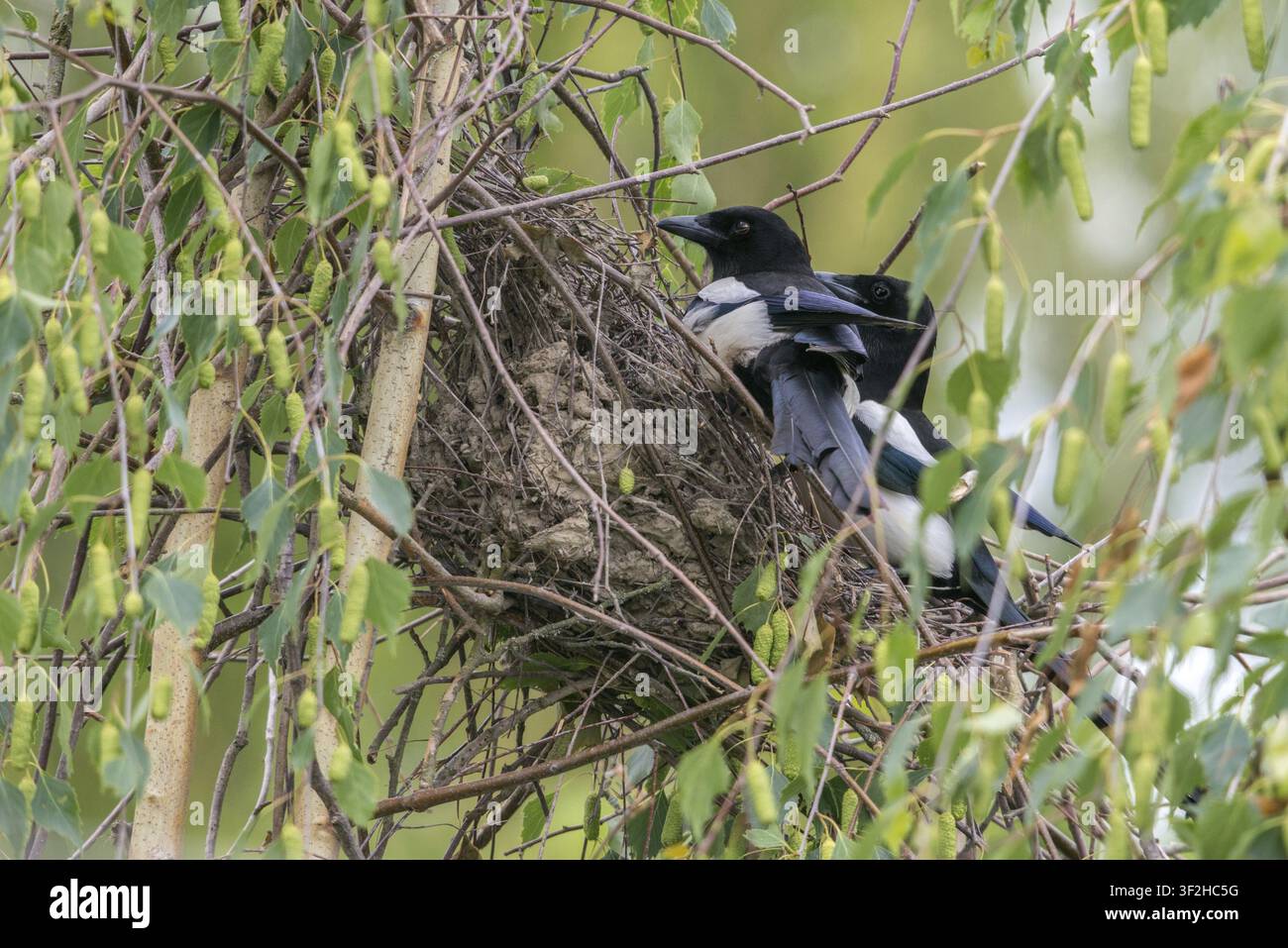 Pica pica, uccelli, nidiata, nido, passeri, corvidi, uccelli cantori, uccelli Foto Stock