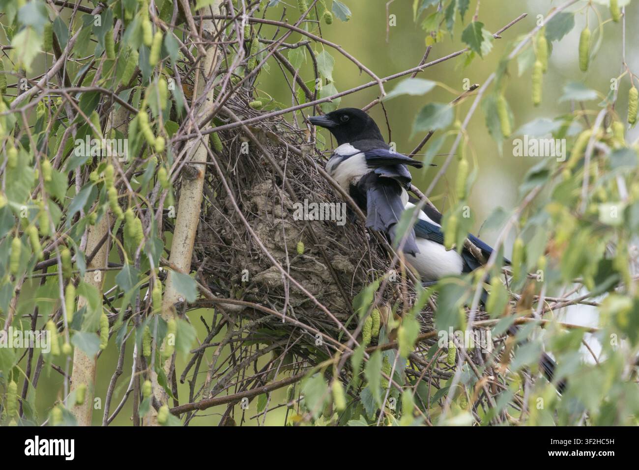 Pica pica, uccelli, nidiata, nido, passeri, corvidi, uccelli cantori, uccelli Foto Stock