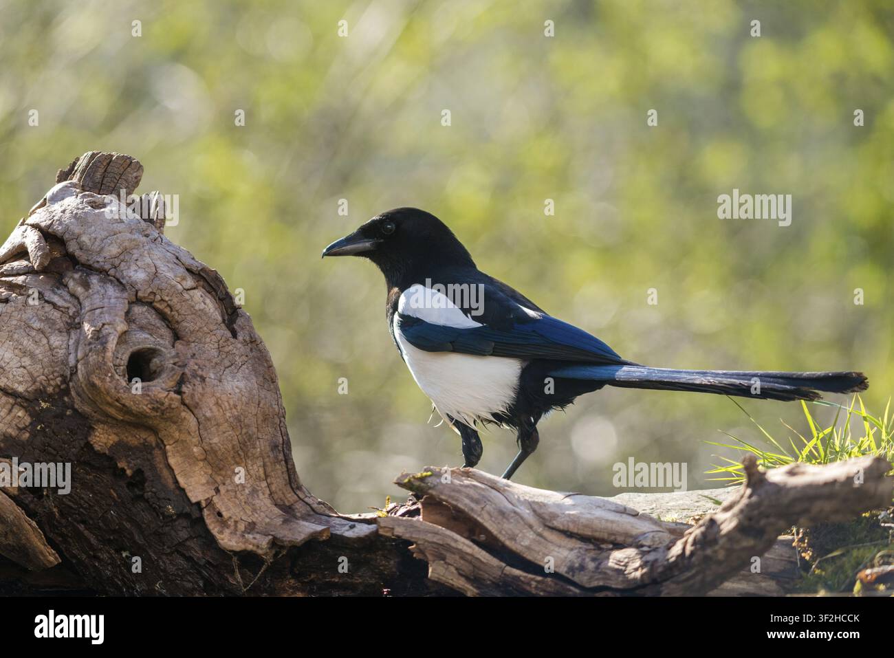 Pica pica, pica pica, uccelli, famiglia dei corvidi, passeri, corvidi, uccelli cantori, uccelli cantori, uccelli Foto Stock