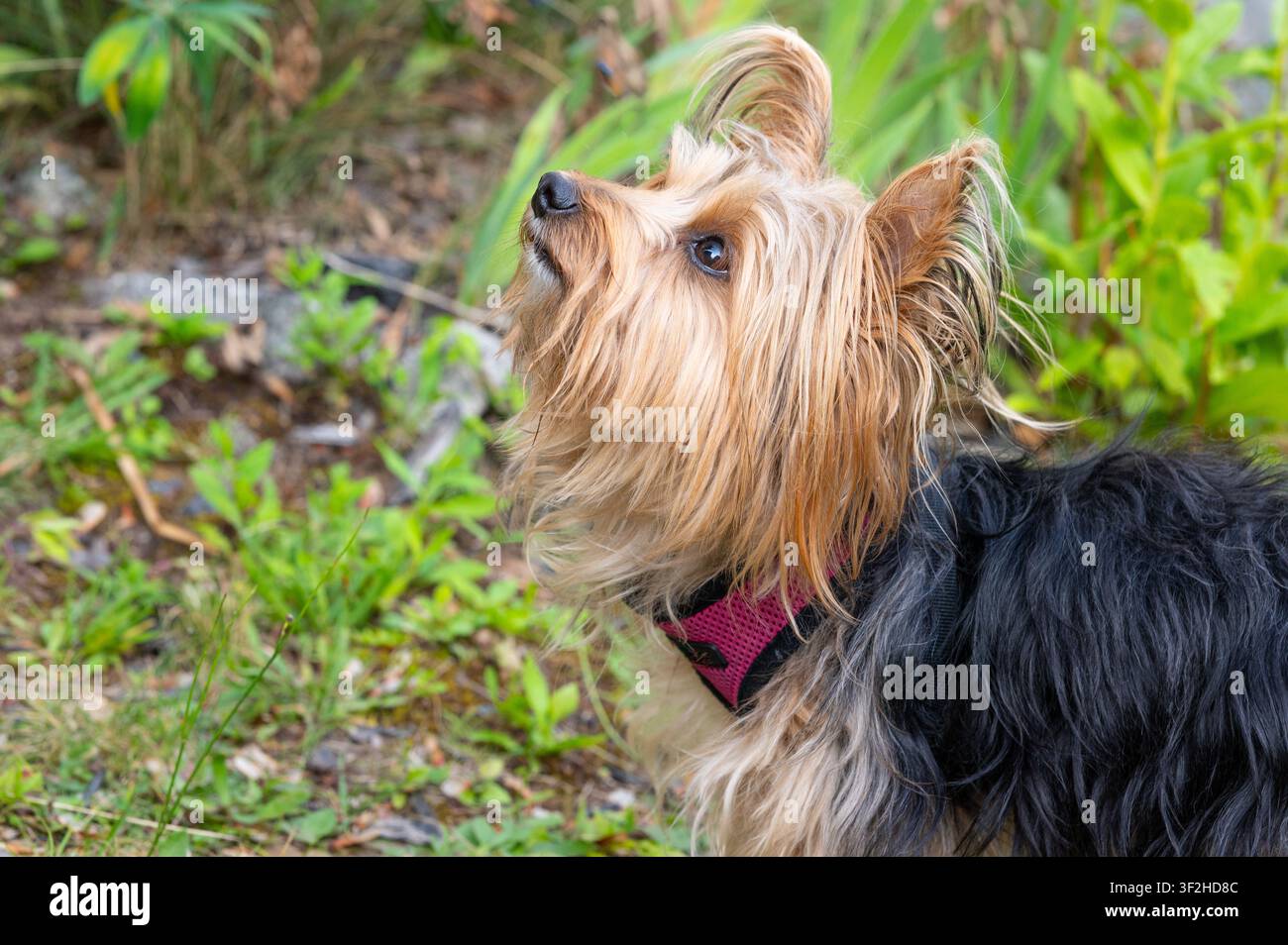 Primo piano del profilo laterale di un adorabile cane di razza mista Morkie nero e marrone seduto in un contesto di giardino verdeggiante, che guarda attentamente verso l'alto. Foto Stock
