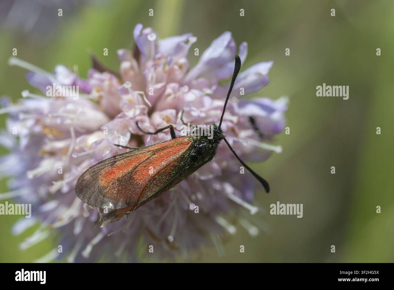 Castoro maschio, Zygaena minos, gocce di sangue, farfalla, insetti, falene, falene, falena, farfalla, maschio Foto Stock