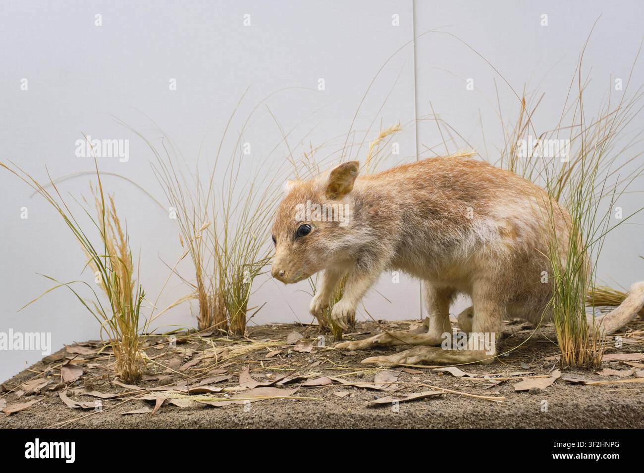 Dettaglio di un esemplare di tassidermia di un Coniglio-kanguro rufo, un marsupiale mala, roditore, ormai estinto. All'Australian Museum di Sydney. Foto Stock