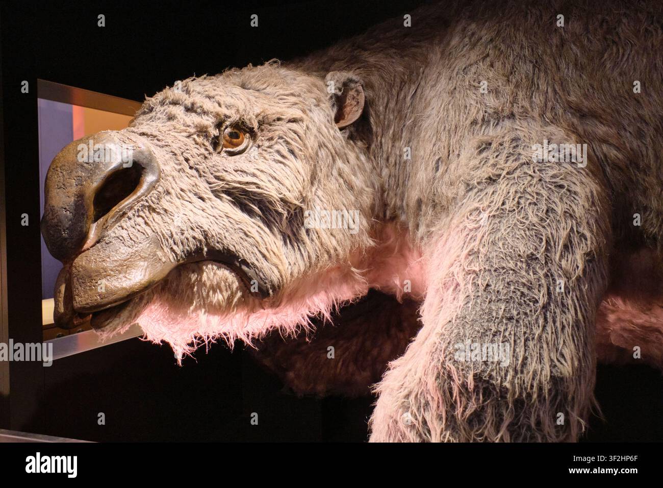 Ricreazione dell'antico Diprotodon, oggi estinto, una creatura gigante simile a un wombat, animale. All'Australian Museum di Sydney. Foto Stock