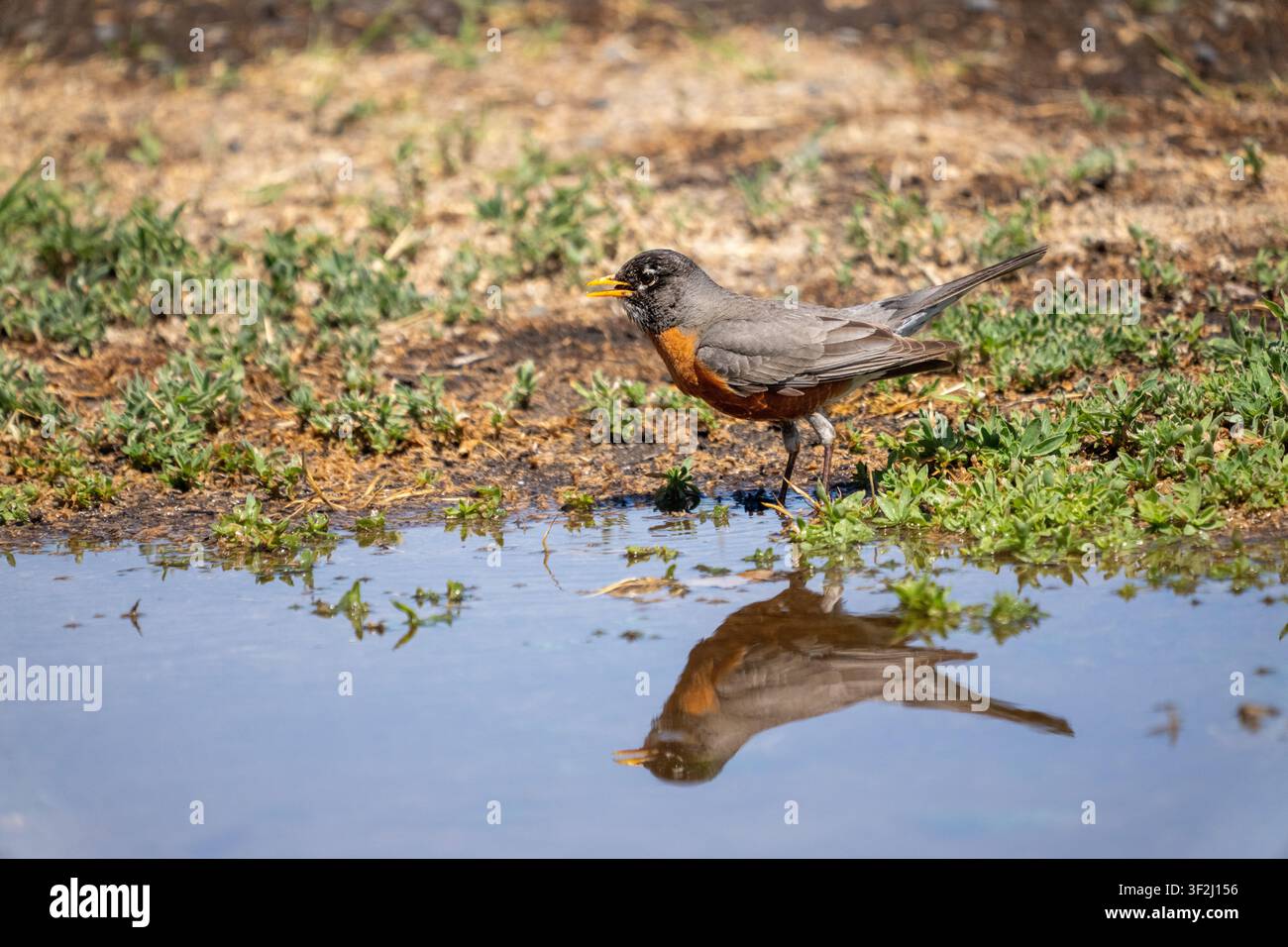 Buche, Washington, USA. Robin americano maschio in piedi vicino ad acqua bassa con riflesso Foto Stock