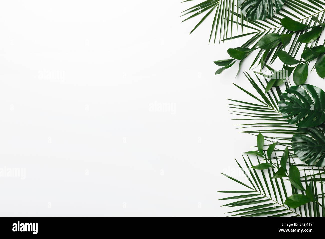 Set di foglie verdi cornice su sfondo bianco Foto Stock