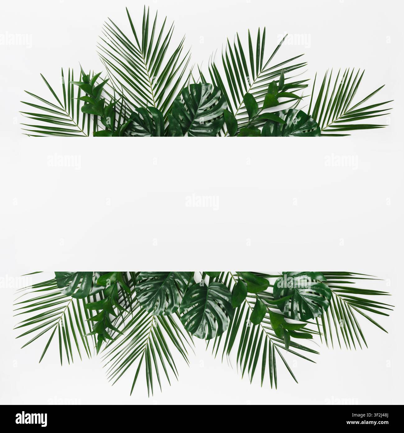 Cornice tropicale creativa di monstera e foglie di palma Foto Stock