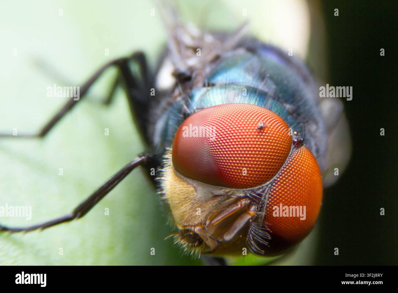 Primo piano vivace mostra una mosca con occhi arancioni sorprendenti e ali blu iridescenti su uno sfondo di foglia verde lussureggiante. Il macro dettagliato evidenzia la bellezza naturale Foto Stock