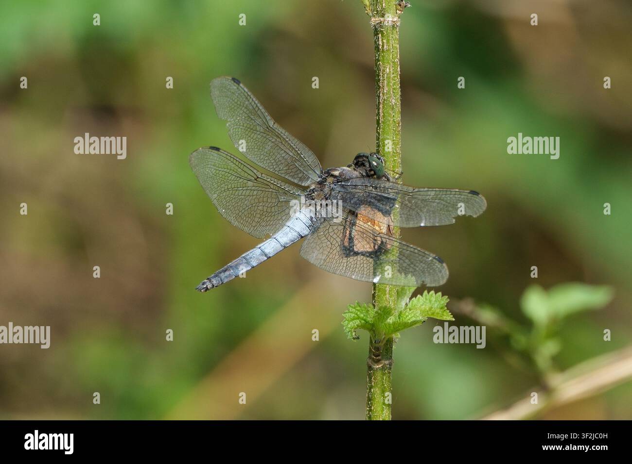 Maschio adulto di libellula che si crogiola su un ramo secco sotto il sole estivo Foto Stock