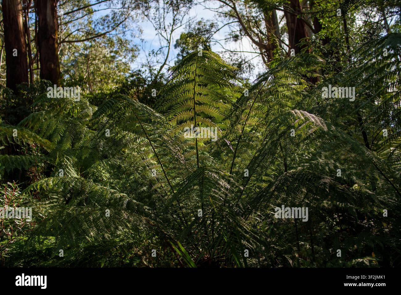 La luce del sole screziata illumina frondi di felci verdi e rigogliose in una foresta fitta e tranquilla, evocando un senso di pace e natura incontaminata. Foto Stock