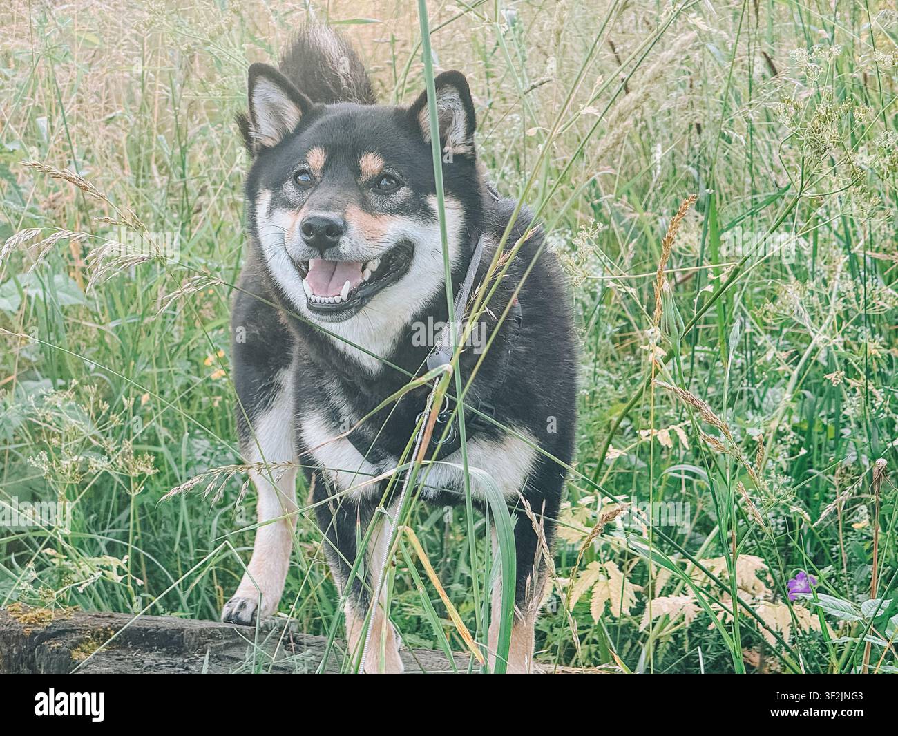 Cane Shiba Inu nero sorridente in piedi nell'erba alta e rigogliosa di un prato durante una passeggiata estiva. Ritratto naturale all'aperto con spazio per il testo, ideale per la cura degli animali, com Foto Stock