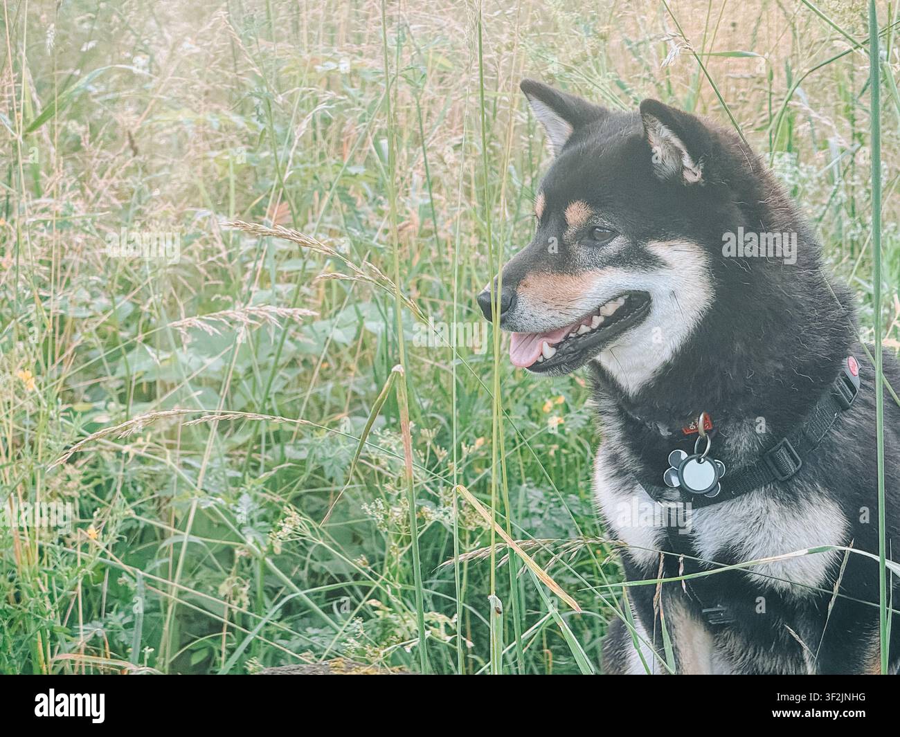 Cane Shiba Inu nero con imbracatura, seduto tranquillamente nell'erba rigogliosa di un prato e guardando di lato. Ritratto naturale all'aperto con ampio spazio per il testo Foto Stock