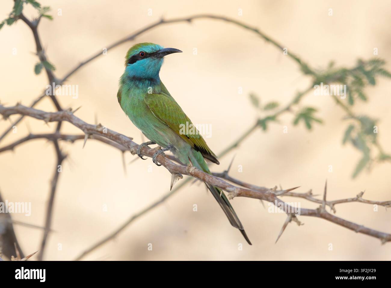 Arabian Green Bee-eater, Mount Nebo West Slopes, Giordania, ottobre 2021 Foto Stock