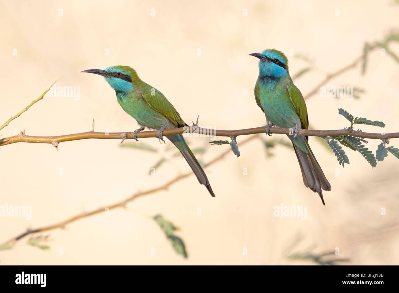 Arabian Green Bee-eater, Mount Nebo West Slopes, Giordania, ottobre 2021 Foto Stock