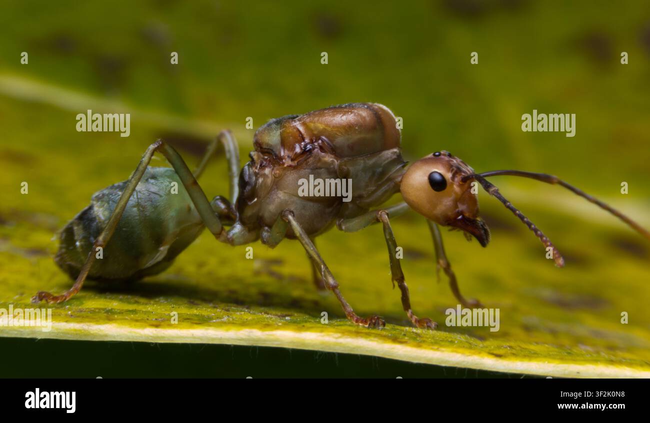 Formica marrone determinata si nutre meticolosamente di un insetto verde vivace appoggiato su una lussureggiante foglia verde. La scena si svolge in un ambiente buio, evidenziando il crudo Foto Stock