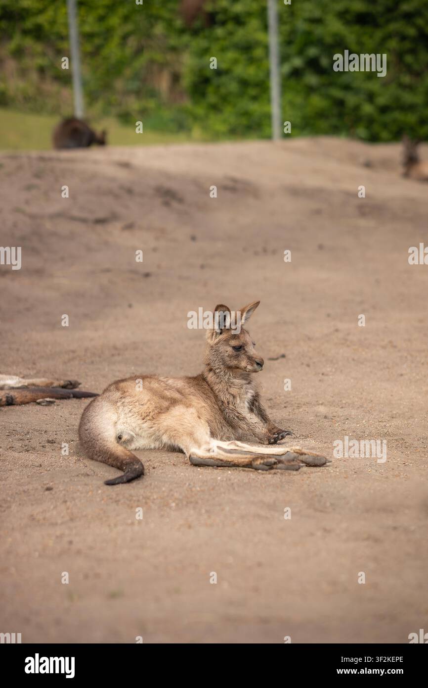 Ritratto verticale di un grazioso canguro grigio orientale (Macropus Giganteus) che riposa all'aperto nello zoo. Giovane marsupiale australiano su terreno marrone. Foto Stock