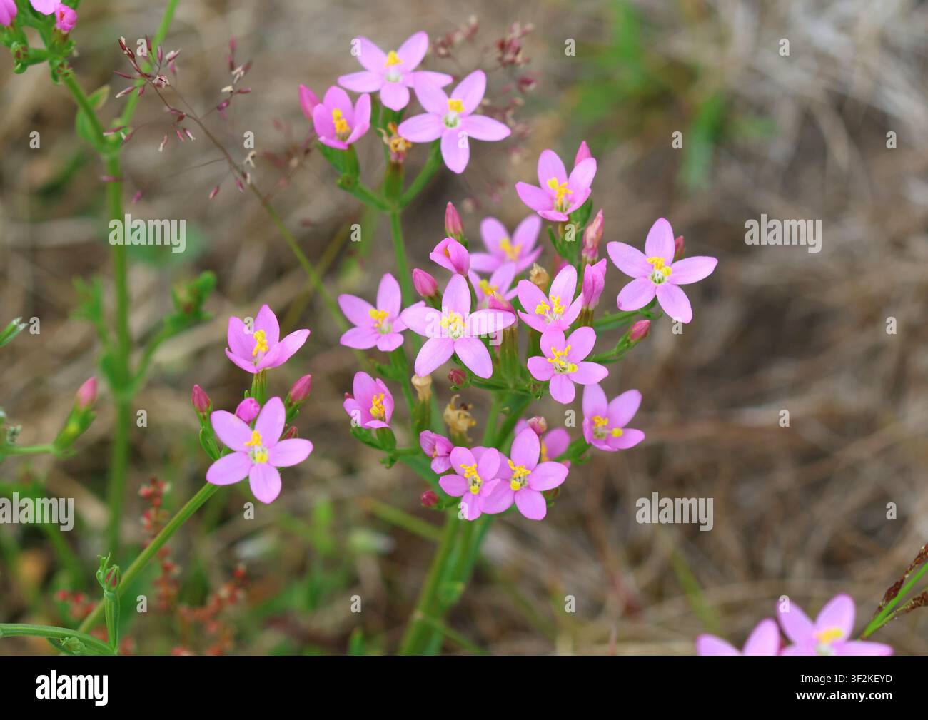 Un primo piano di Centauria comune, Centaurium erythraea, in fiore in estate. Suffolk, Inghilterra. Foto Stock