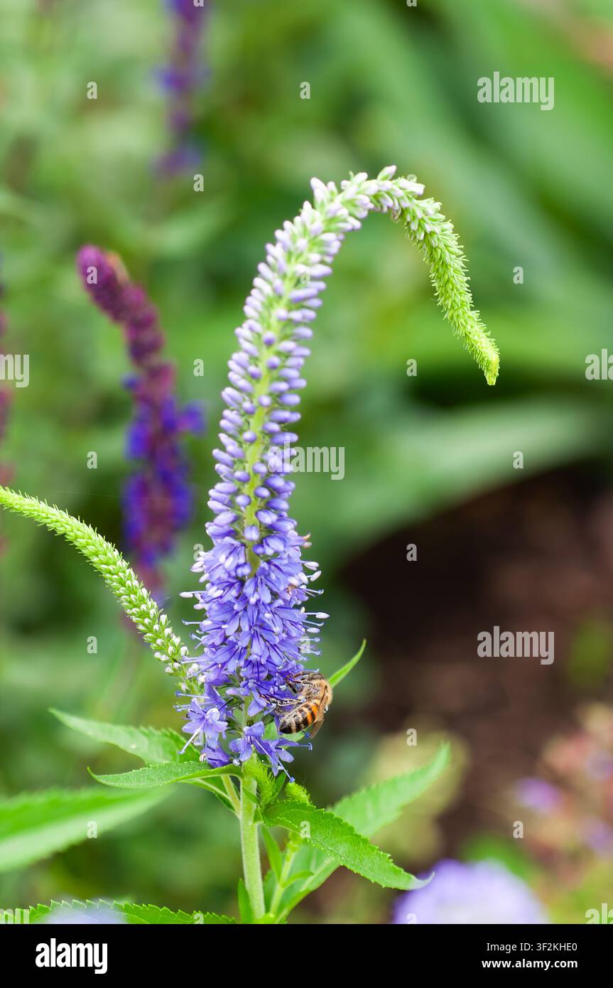 Un impressionante primo piano di un fiore di veronica viola con un impollinatore indaffarato che gode del suo nettare Foto Stock