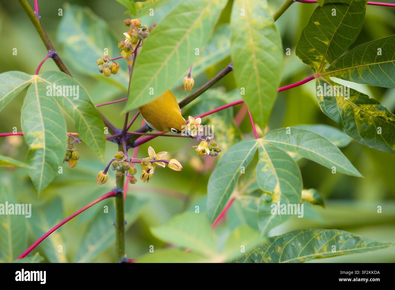Uccello dagli occhi bianchi orientale che si china per nutrirsi dei fiori di cassava nascosti sotto ampie foglie. Foto Stock