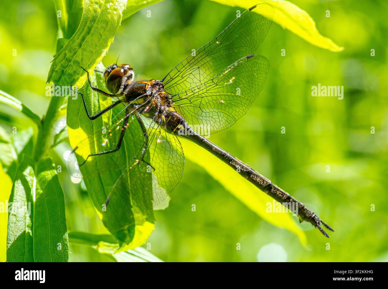Libellula smeraldo a punta di sci (Somatochlora elongata) aggrappata alla vegetazione del prato nella contea di Florence, Wisconsin, USA. Foto Stock