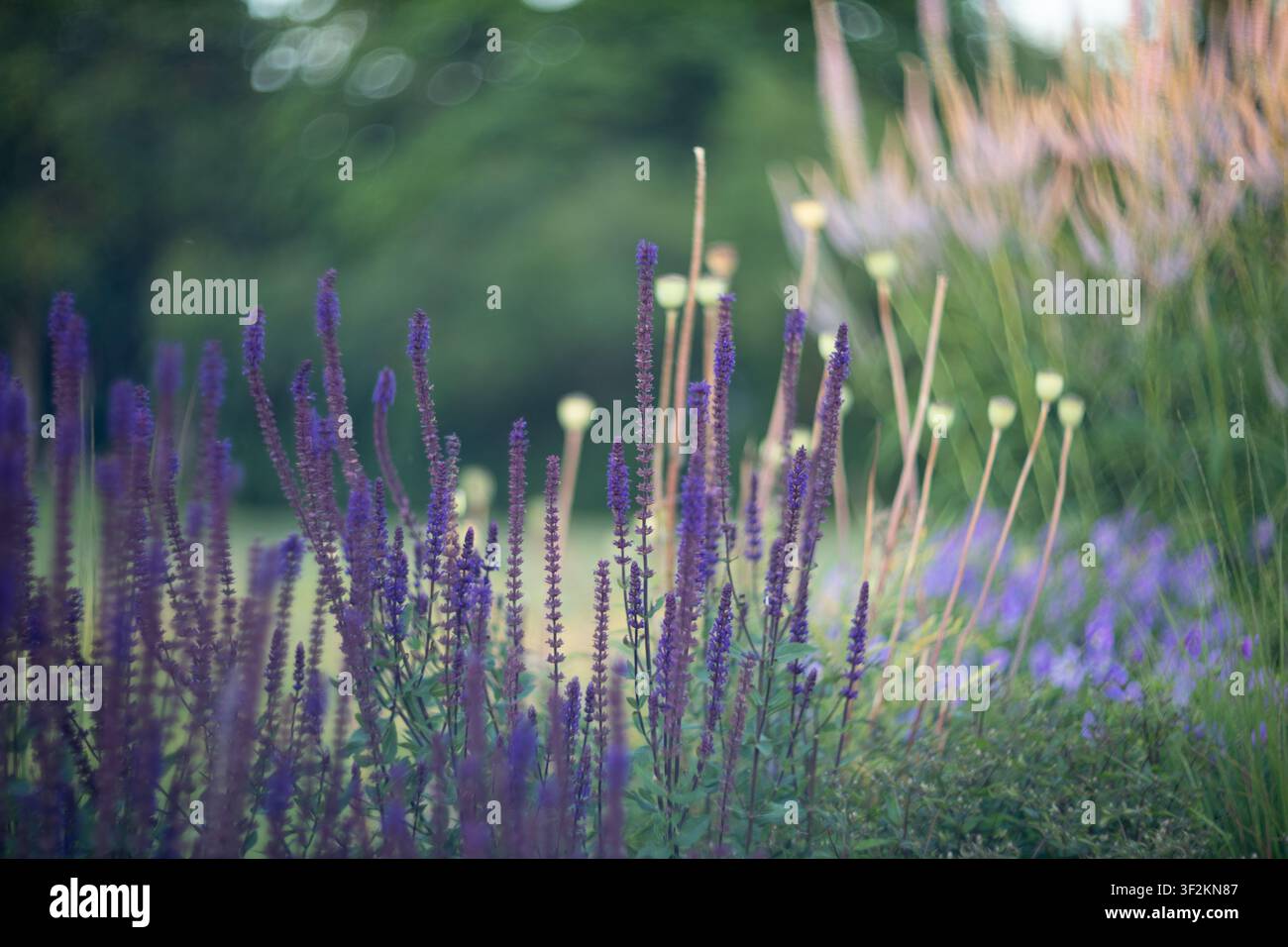 Spighe fiorite viola in un giardino sfocato al crepuscolo Foto Stock